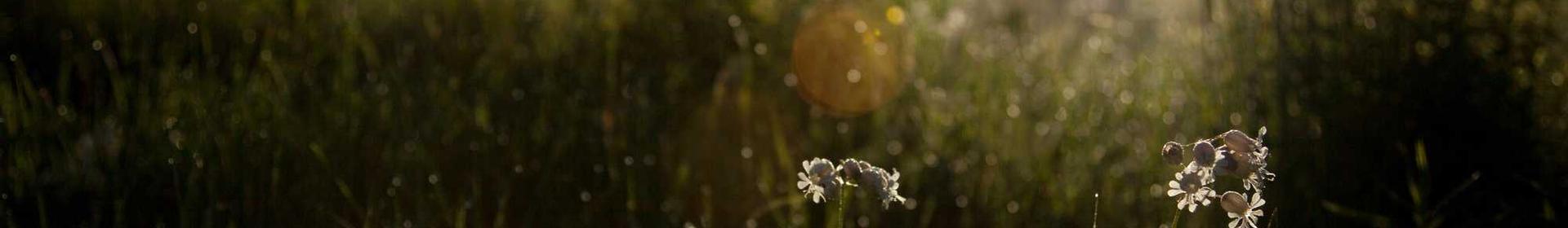 樱桃视频网剧独家轮播图2